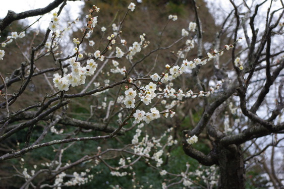 浄妙寺の梅と桜_02