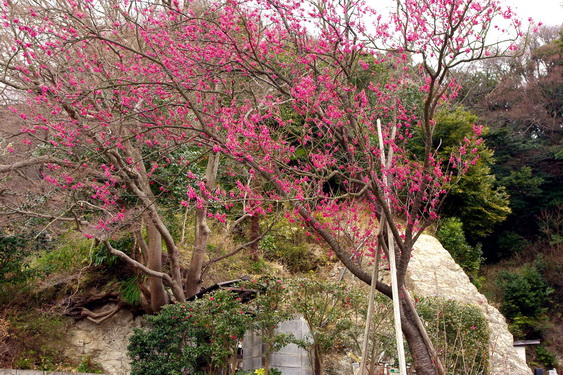浄妙寺の梅と桜_06