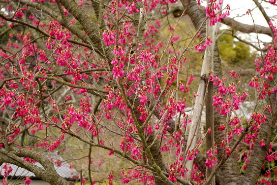 浄妙寺の梅と桜_08