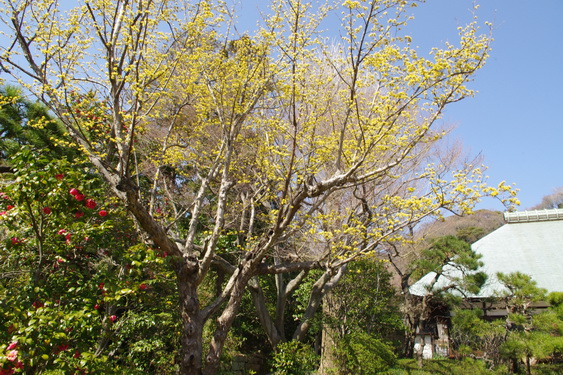 浄妙寺の桜と境内レストラン_04.jpg