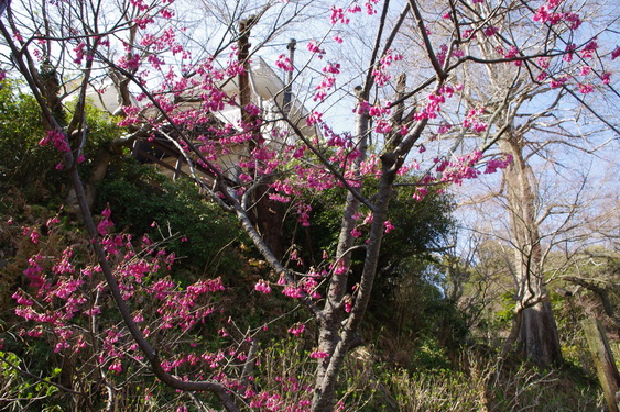 浄妙寺の桜と境内レストラン_05.jpg