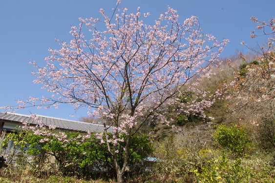 浄妙寺の桜と境内レストラン_08.jpg