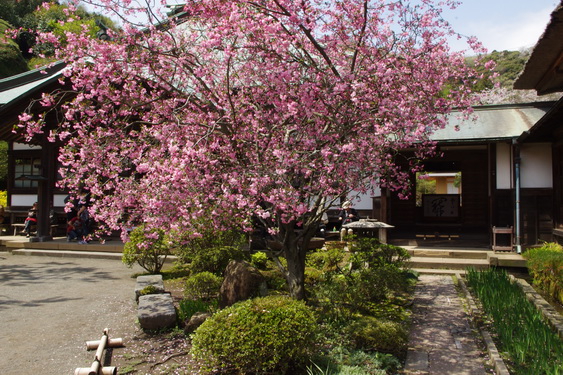 海蔵寺は桜でなくて海棠_05.jpg