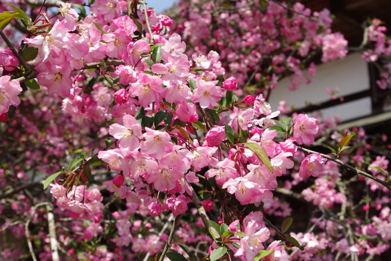 海蔵寺は桜でなくて海棠_09.jpg