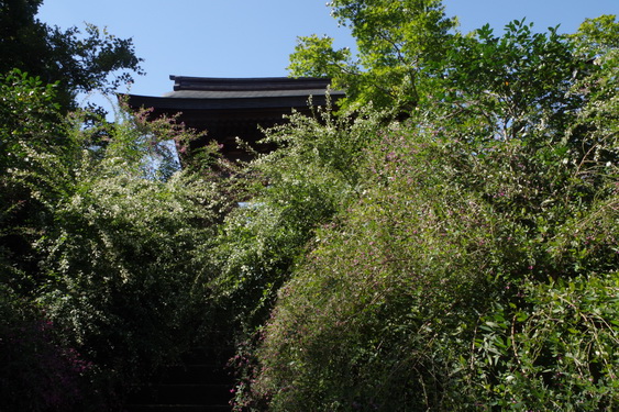 海蔵寺の萩は満開を過ぎ_05.jpg
