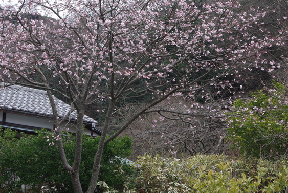 浄妙寺の迎賓館と早咲桜三種_06.jpg