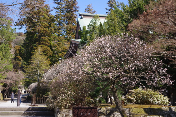 鎌倉の春・円覚寺_06.jpg