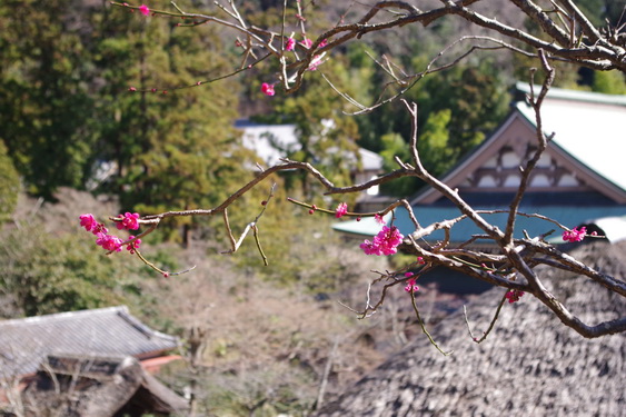 鎌倉の春・円覚寺_13.jpg