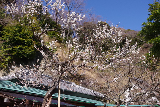 鎌倉の春・円覚寺_15.jpg