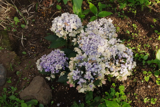 我家の紫陽花.2_13.jpg