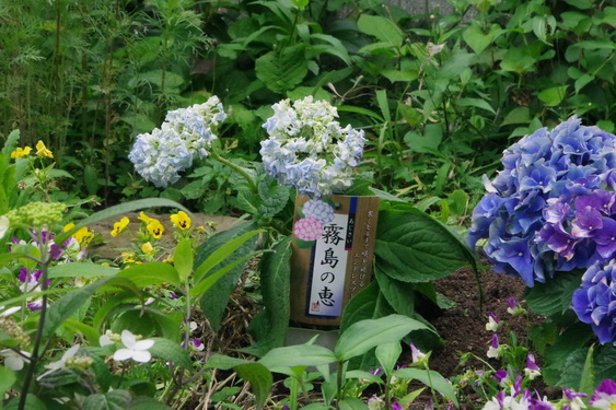 我家の紫陽花.3_02.jpg