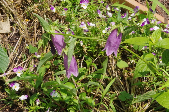 我家の紫陽花.7_05.jpg