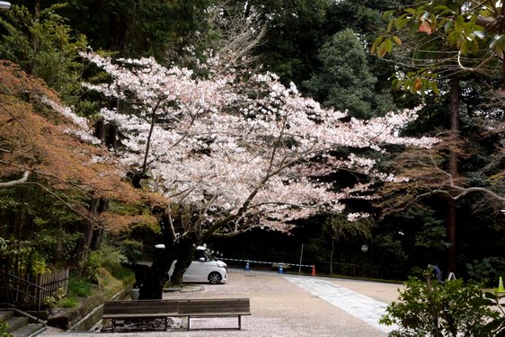 円覚寺の桜1・惣門から仏殿へ_06.jpg