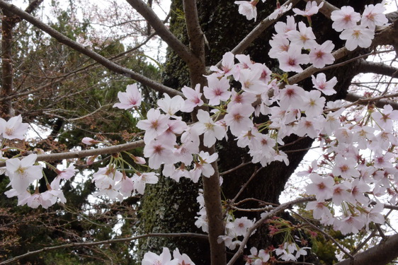 円覚寺の桜1・惣門から仏殿へ_10.jpg