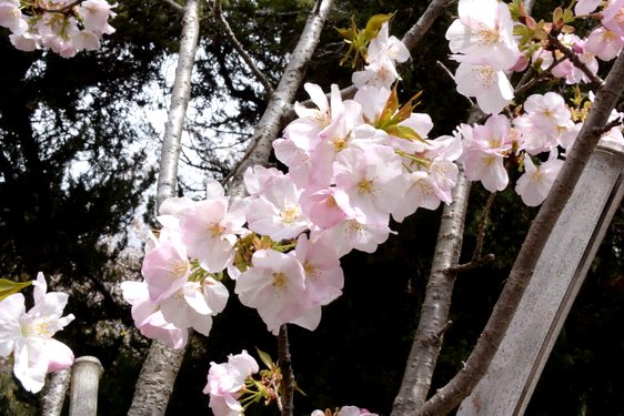 円覚寺の桜1・惣門から仏殿へ_14.jpg