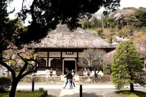 円覚寺の桜1・惣門から仏殿へ_16.jpg
