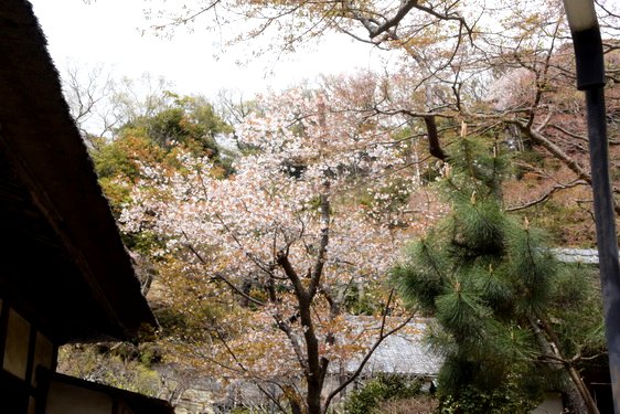 円覚寺の桜2・居士林から奥へ_01.jpg