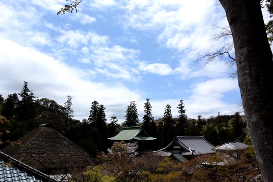 円覚寺の桜2・居士林から奥へ_04.jpg