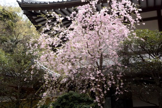 円覚寺の桜2・居士林から奥へ_08.jpg