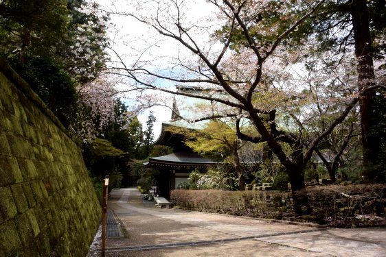 円覚寺の桜2・居士林から奥へ_09.jpg
