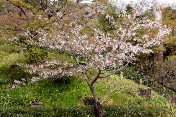 円覚寺の桜2・居士林から奥へ_11.jpg