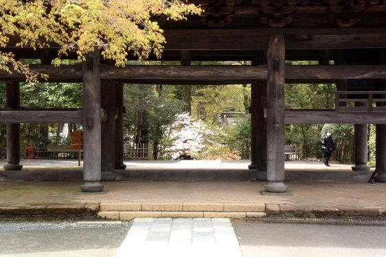 円覚寺の桜2・居士林から奥へ_15.jpg