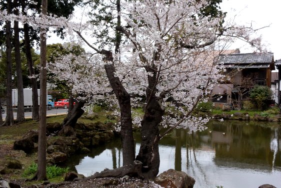 円覚寺の桜2・居士林から奥へ_17.jpg