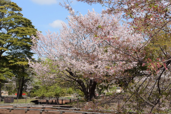 牡丹園の桜_06.jpg