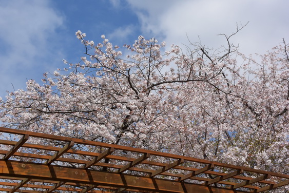 牡丹園の桜_07.jpg