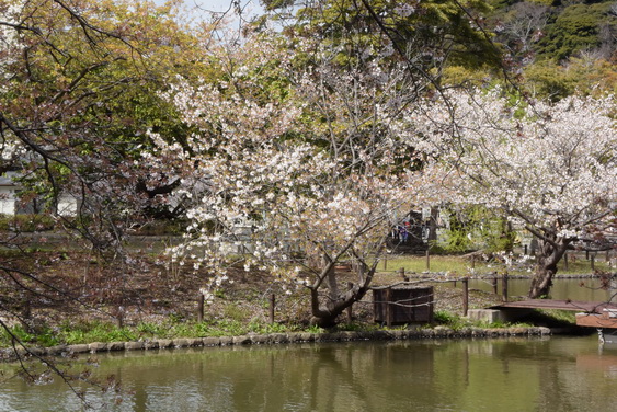 牡丹園の桜_09.jpg