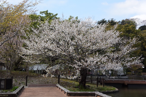 牡丹園の桜_11.jpg