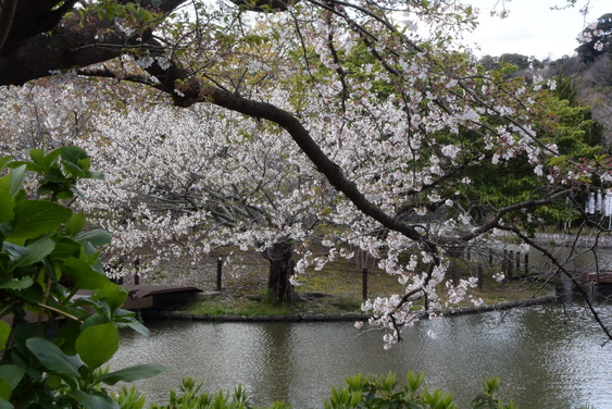 牡丹園の桜_12.jpg