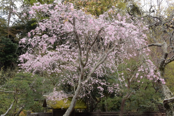 東慶寺の桜_04.jpg