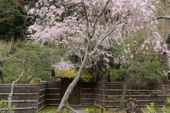 東慶寺の桜_05.jpg