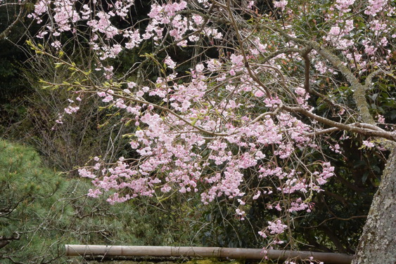 東慶寺の桜_09.jpg