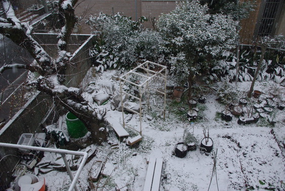 東京の初雪_01.jpg
