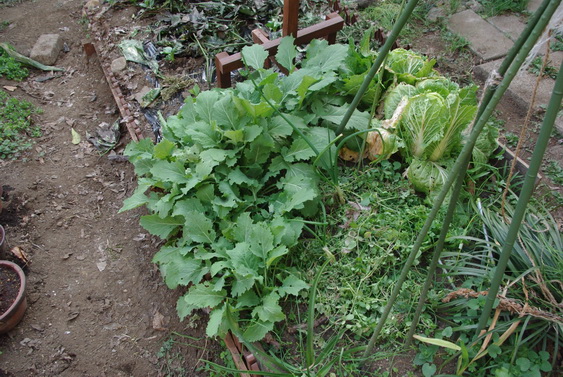 空豆とジャガイモの定植_12.jpg
